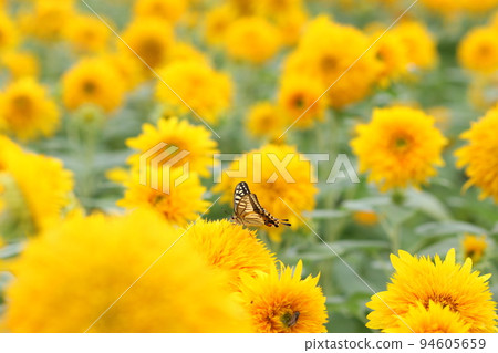 雙向日葵和燕尾蝶 94605659