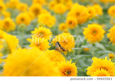 Double sunflowers and swallowtail butterflies Double sunflowers and swallowtail butterflies 94605661