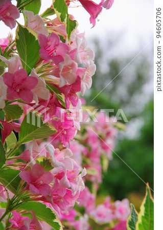 有斑點的大紅色 Deutzia Weigela Florida Variegata 94605706