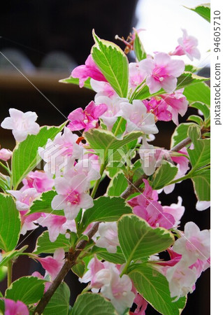 Speckled Large Red Deutzia Weigela Florida Variegata 94605710