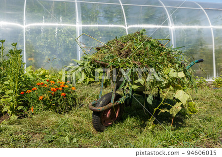 wheelbarrow in the vegetable garden. Garden cart in the kitchen garden filled with mown grass. Cleaning weeds in the garden. wheelbarrow in the vegetable garden. Garden cart in the kitchen garden filled with mown grass. Cleaning weeds in the garden. 94606015