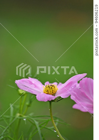 Cosmos 94606219
