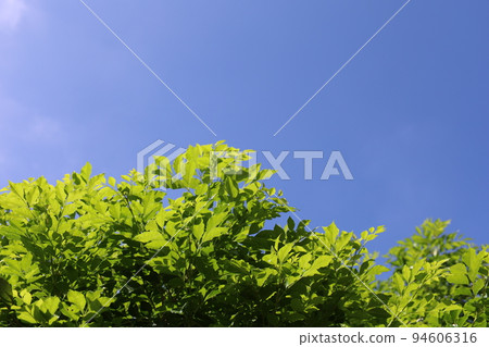 Midsummer ash and blue sky 94606316