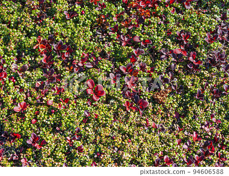 background and texture tundra with cranberries and reindeer moss 94606588