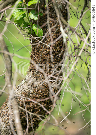 A small swarm of bees swarms on a tree in the garden. A small swarm of bees swarms on a tree in the garden. 94606645