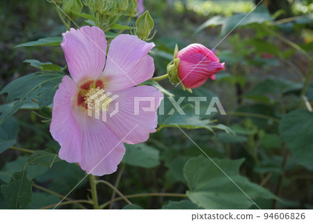 Fuyo花 Fuyo花 94606826