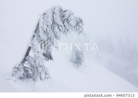 Cold winter morning. From the lawn, a panoramic view of the covered with frost trees in the snowdrifts, high mountain with snow white peaks. Location place Carpathian, Ukraine, Europe. 94607313