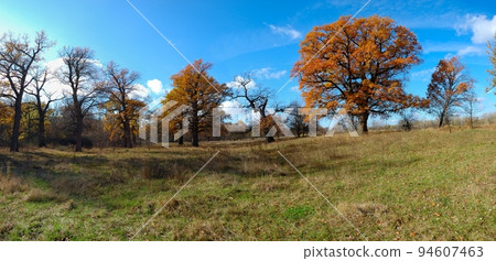 Aumnal colored foliage of oak tree. Ukraine. National park 94607463