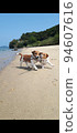 Jack Russell Terrier playing at the beach 94607616