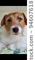 Jack Russell Terrier at the camera 94607618