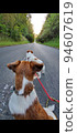 Jack Russell Terrier looking ahead on the straight road 94607619