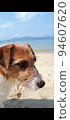 Jack Russell Terrier with a fine face on the beach 94607620