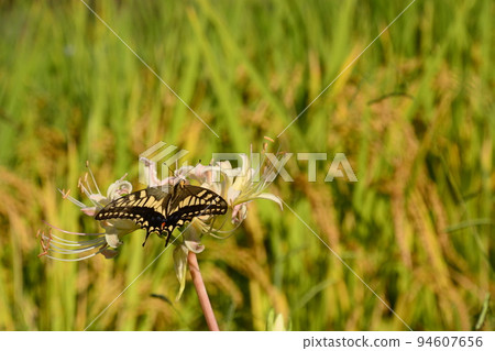 Yamadaike Park 94607656