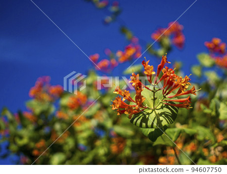 Flowers and nature in the morning Still bright This flower is Lonicera caprifoliumhe sky is clear 94607750