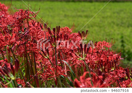 Cluster amaryllis 94607916