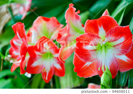 Amaryllis 94608011
