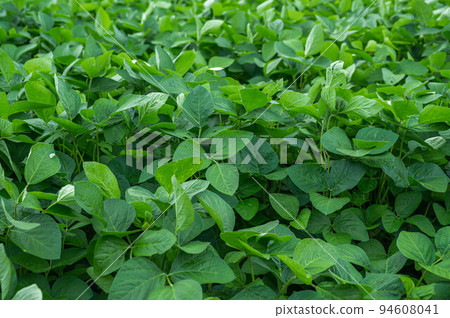 Soybean field Soybean field 94608041