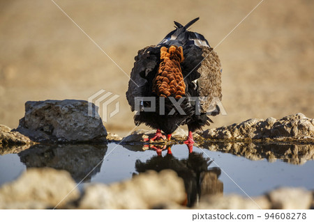 Bateleur Eagle in Kgalagadi transfrontier park, South Africa 94608278