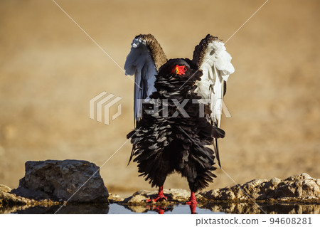 Bateleur Eagle in Kgalagadi transfrontier park, South Africa 94608281