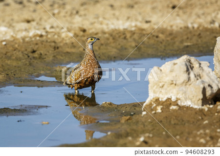 Burchell's Sandgrouse in Kgalagadi transfrontier park, South Africa 94608293