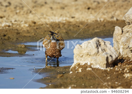 Burchell's Sandgrouse in Kgalagadi transfrontier park, South Africa 94608294