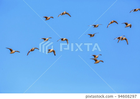 Burchell's Sandgrouse in Kgalagadi transfrontier park, South Africa 94608297