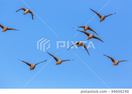 Burchell's Sandgrouse in Kgalagadi transfrontier park, South Africa 94608298