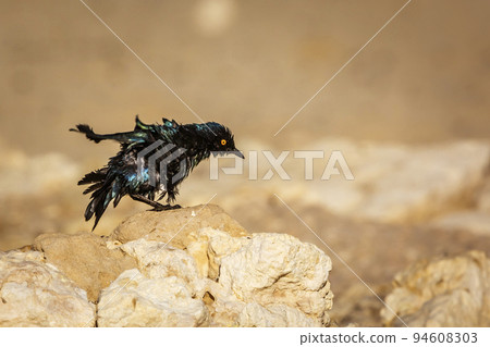 Cape Glossy Starling in Kgalagadi transfrontier park, South Africa 94608303