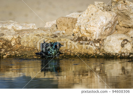 Cape Glossy Starling in Kgalagadi transfrontier park, South Africa 94608306