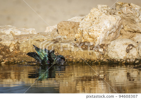 Cape Glossy Starling in Kgalagadi transfrontier park, South Africa 94608307
