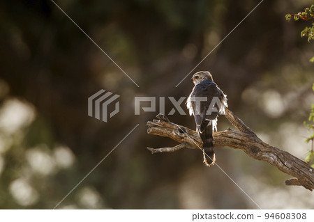 Gabar Goshawk in Kgalagadi transfrontier park, South Africa 94608308