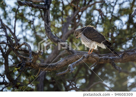 Gabar Goshawk in Kgalagadi transfrontier park, South Africa 94608309
