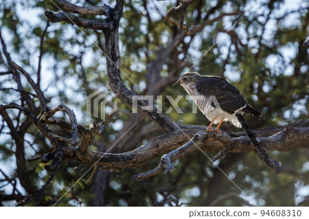 Gabar Goshawk in Kgalagadi transfrontier park, South Africa Gabar Goshawk in Kgalagadi transfrontier park, South Africa 94608310