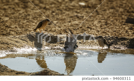 Gabar Goshawk in Kgalagadi transfrontier park, South Africa Gabar Goshawk in Kgalagadi transfrontier park, South Africa 94608311