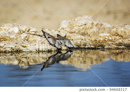 Namaqua Dove in Kgalagadi transfrontier park, South Africa 94608317