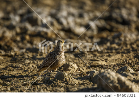 Namaqua sandgrouse in Kgalagadi transfrontier park, South Africa 94608321