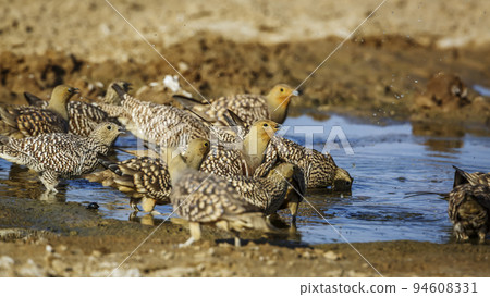 Namaqua sandgrouse in Kgalagadi transfrontier park, South Africa 94608331
