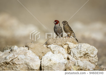 Red headed Finch in Kgalagadi transfrontier park, South Africa Red headed Finch in Kgalagadi transfrontier park, South Africa 94608340