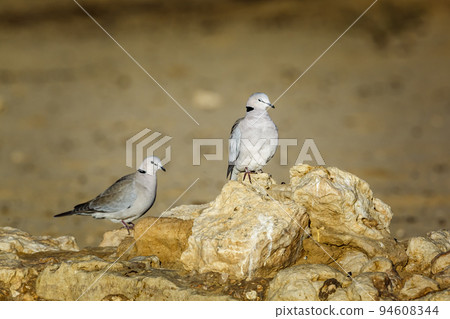 Ring-necked Dove in Kgalagadi transfrontier park, South Africa Ring-necked Dove in Kgalagadi transfrontier park, South Africa 94608344