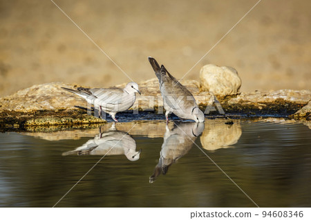 Ring-necked Dove in Kgalagadi transfrontier park, South Africa Ring-necked Dove in Kgalagadi transfrontier park, South Africa 94608346