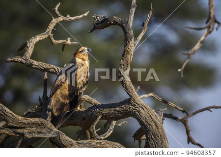 Tawny Eagle in Kgalagadi transfrontier park, South Africa Tawny Eagle in Kgalagadi transfrontier park, South Africa 94608357