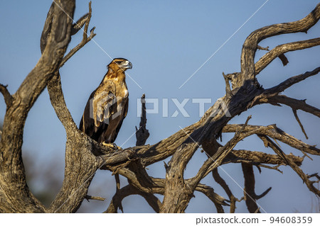 Tawny Eagle in Kgalagadi transfrontier park, South Africa 94608359