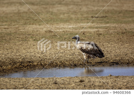 White backed Vulture in Kgalagadi transfrontier park, South Africa 94608366