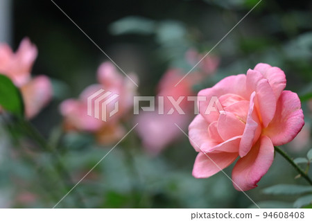 花的女王 94608408