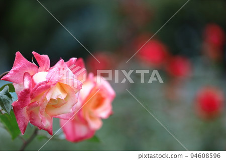 花的女王 花的女王 94608596