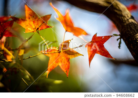 Maple leaf Maple leaf 94608662