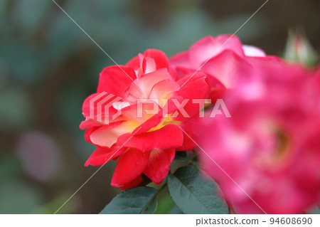 花的女王 94608690