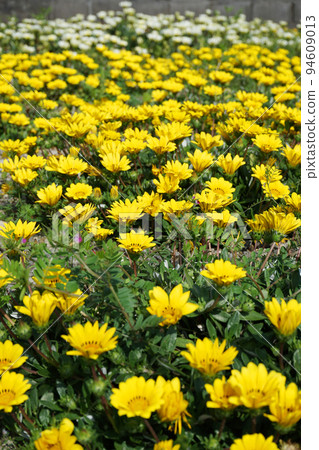 黃色雜色菊屬植物花 黃色雜色菊屬植物花 94609013