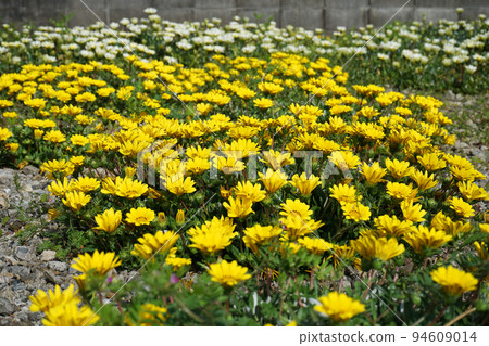 Yellow Gazania flowers Yellow Gazania flowers 94609014