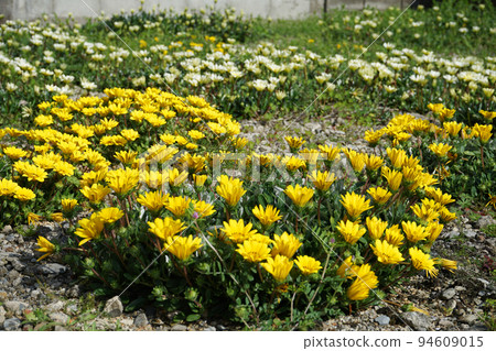 Yellow Gazania flowers Yellow Gazania flowers 94609015